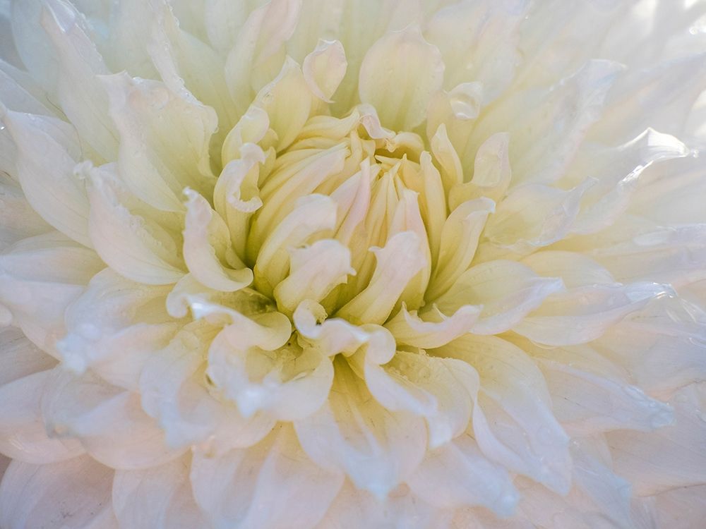 Oregon-Canby-Swam Island Dahlias-Dahlia flower close-ups